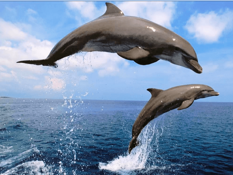 Dolphin jumping and playing beside boat